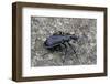 Carabus Solieri Altamontanus (Ground Beetle)-Paul Starosta-Framed Photographic Print