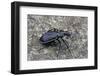 Carabus Solieri Altamontanus (Ground Beetle)-Paul Starosta-Framed Photographic Print