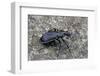 Carabus Solieri Altamontanus (Ground Beetle)-Paul Starosta-Framed Photographic Print