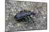 Carabus Solieri Altamontanus (Ground Beetle)-Paul Starosta-Mounted Photographic Print