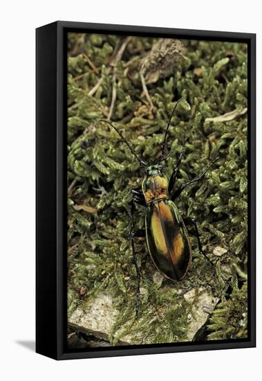 Carabus Splendens Lapurdanus (Ground Beetle)-Paul Starosta-Framed Stretched Canvas