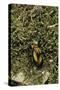 Carabus Splendens Lapurdanus (Ground Beetle)-Paul Starosta-Stretched Canvas