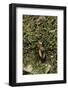 Carabus Splendens Lapurdanus (Ground Beetle)-Paul Starosta-Framed Photographic Print