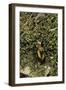 Carabus Splendens Lapurdanus (Ground Beetle)-Paul Starosta-Framed Photographic Print