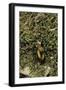 Carabus Splendens Lapurdanus (Ground Beetle)-Paul Starosta-Framed Photographic Print