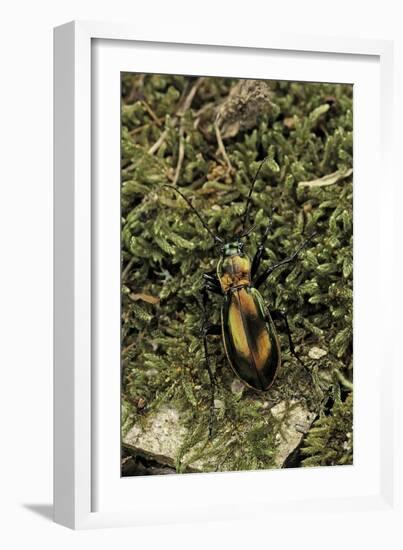 Carabus Splendens Lapurdanus (Ground Beetle)-Paul Starosta-Framed Photographic Print