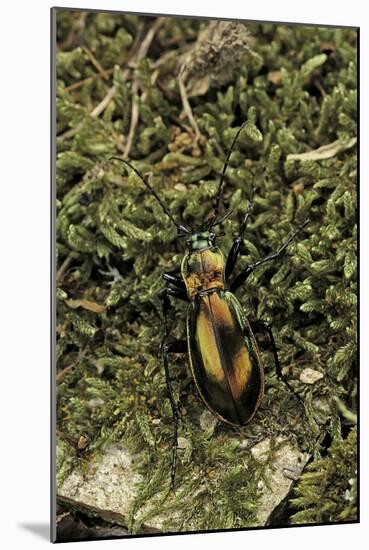 Carabus Splendens Lapurdanus (Ground Beetle)-Paul Starosta-Mounted Photographic Print