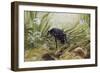 Carabus Variolosus, Carabidae-null-Framed Giclee Print