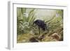 Carabus Variolosus, Carabidae-null-Framed Giclee Print