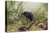 Carabus Variolosus, Carabidae-null-Stretched Canvas