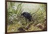 Carabus Variolosus, Carabidae-null-Framed Giclee Print