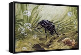 Carabus Variolosus, Carabidae-null-Framed Stretched Canvas