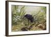 Carabus Variolosus, Carabidae-null-Framed Giclee Print