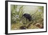 Carabus Variolosus, Carabidae-null-Framed Giclee Print