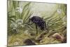 Carabus Variolosus, Carabidae-null-Mounted Giclee Print