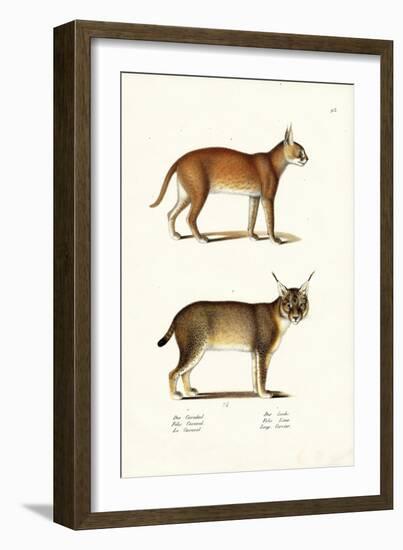 Caracal, 1824-Karl Joseph Brodtmann-Framed Giclee Print