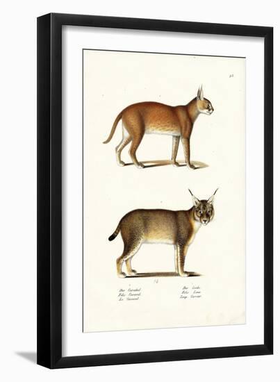 Caracal, 1824-Karl Joseph Brodtmann-Framed Giclee Print