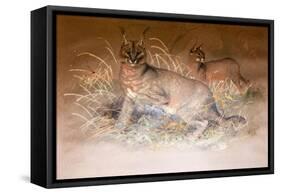 Caracal, 1851-69-Joseph Wolf-Framed Stretched Canvas