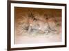 Caracal, 1851-69-Joseph Wolf-Framed Giclee Print