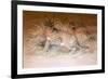 Caracal, 1851-69-Joseph Wolf-Framed Giclee Print