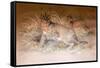 Caracal, 1851-69-Joseph Wolf-Framed Stretched Canvas