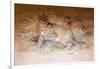 Caracal, 1851-69-Joseph Wolf-Framed Giclee Print