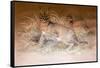 Caracal, 1851-69-Joseph Wolf-Framed Stretched Canvas