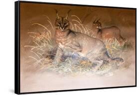 Caracal, 1851-69-Joseph Wolf-Framed Stretched Canvas