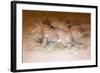 Caracal, 1851-69-Joseph Wolf-Framed Giclee Print