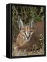 Caracal (Caracal Caracal), Addo Elephant National Park, South Africa, Africa-James Hager-Framed Stretched Canvas