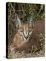 Caracal (Caracal Caracal), Addo Elephant National Park, South Africa, Africa-James Hager-Stretched Canvas