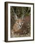 Caracal (Caracal Caracal), Addo Elephant National Park, South Africa, Africa-James Hager-Framed Photographic Print