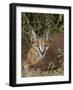 Caracal (Caracal Caracal), Addo Elephant National Park, South Africa, Africa-James Hager-Framed Photographic Print