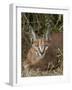 Caracal (Caracal Caracal), Addo Elephant National Park, South Africa, Africa-James Hager-Framed Photographic Print