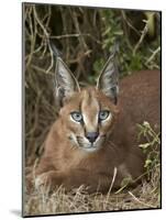 Caracal (Caracal Caracal), Addo Elephant National Park, South Africa, Africa-James Hager-Mounted Photographic Print