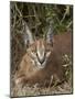 Caracal (Caracal Caracal), Addo Elephant National Park, South Africa, Africa-James Hager-Mounted Photographic Print
