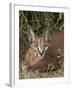 Caracal (Caracal Caracal), Addo Elephant National Park, South Africa, Africa-James Hager-Framed Photographic Print