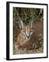 Caracal (Caracal Caracal), Addo Elephant National Park, South Africa, Africa-James Hager-Framed Photographic Print