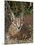 Caracal (Caracal Caracal), Addo Elephant National Park, South Africa, Africa-James Hager-Mounted Photographic Print