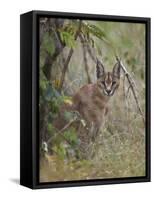 Caracal (Caracal Caracal), Kruger National Park, South Africa, Africa-James Hager-Framed Stretched Canvas