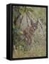 Caracal (Caracal Caracal), Kruger National Park, South Africa, Africa-James Hager-Framed Stretched Canvas