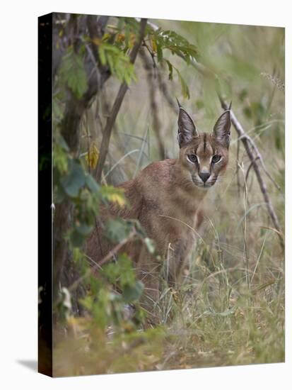 Caracal (Caracal Caracal), Kruger National Park, South Africa, Africa-James Hager-Stretched Canvas