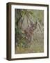 Caracal (Caracal Caracal), Kruger National Park, South Africa, Africa-James Hager-Framed Photographic Print