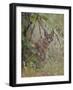 Caracal (Caracal Caracal), Kruger National Park, South Africa, Africa-James Hager-Framed Photographic Print