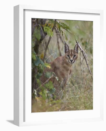 Caracal (Caracal Caracal), Kruger National Park, South Africa, Africa-James Hager-Framed Photographic Print