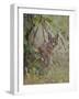 Caracal (Caracal Caracal), Kruger National Park, South Africa, Africa-James Hager-Framed Photographic Print