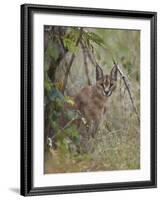 Caracal (Caracal Caracal), Kruger National Park, South Africa, Africa-James Hager-Framed Photographic Print