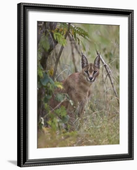 Caracal (Caracal Caracal), Kruger National Park, South Africa, Africa-James Hager-Framed Photographic Print