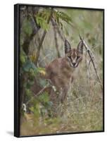 Caracal (Caracal Caracal), Kruger National Park, South Africa, Africa-James Hager-Framed Photographic Print