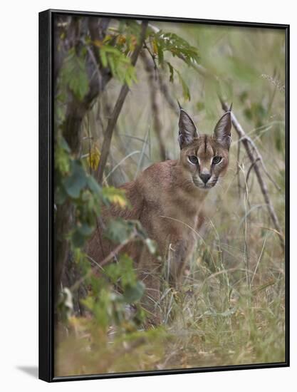 Caracal (Caracal Caracal), Kruger National Park, South Africa, Africa-James Hager-Framed Photographic Print